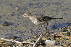 Buff-Bellied Pipit photo 3