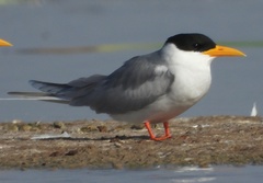 Sterna aurantia
