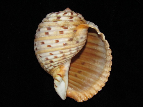 Tonna tankervillii (Hanley, 1860)
