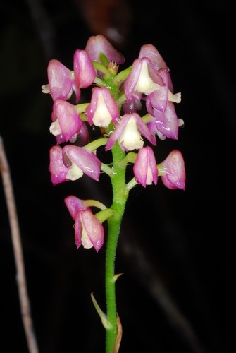 Mauritiana Orchid