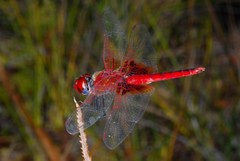 Urothemis assignata