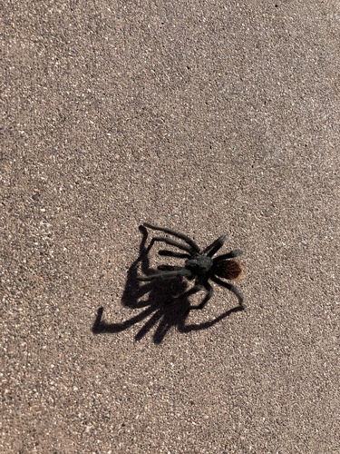 Grand Canyon Black Tarantula photo 3