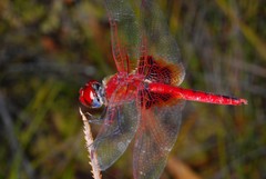 Urothemis assignata