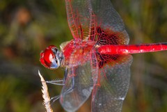 Urothemis assignata