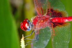 Urothemis assignata