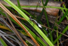 Acisoma ascalaphoides