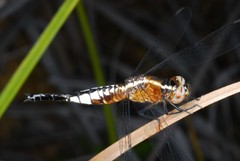 Acisoma ascalaphoides