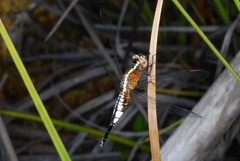 Acisoma ascalaphoides