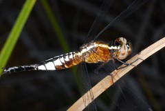 Acisoma ascalaphoides