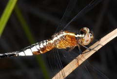 Acisoma ascalaphoides