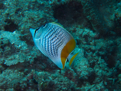 Chaetodon xanthurus