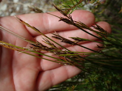Schoenus pauciflorus