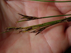 Schoenus pauciflorus