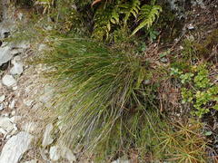 Schoenus pauciflorus