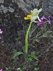 Orchis pauciflora