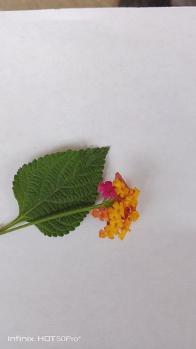 common lantana