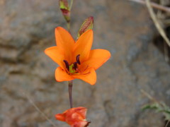 Tritonia deusta miniata