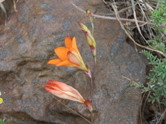 Tritonia deusta miniata