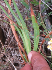 Tritonia deusta miniata