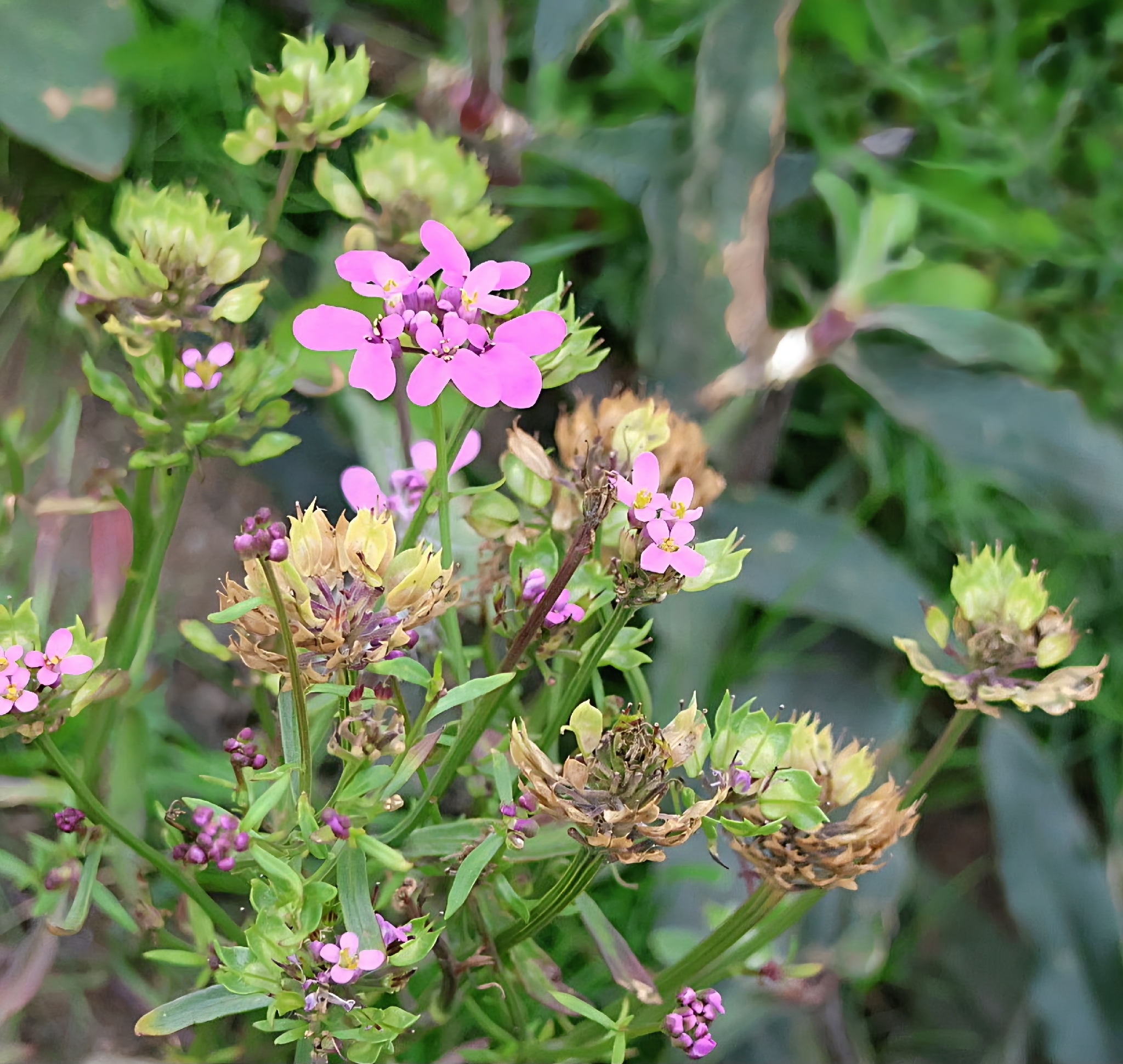 Globe Candytuft (Iberis umbellata)