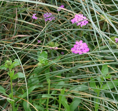 Iberis umbellata, photograph 3