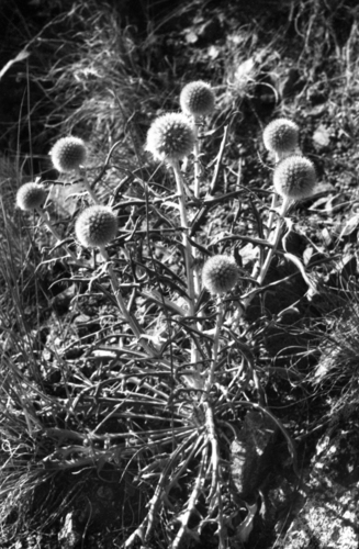 dwarf globe-thistle (Echinops humilis)