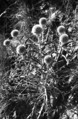 Echinops humilis, photograph (c) Oleg Kosterin, some rights reserved (CC BY)