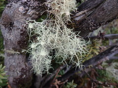 Usnea ciliifera