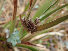 Luzula traversii