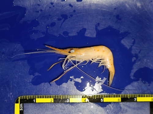 シラタエビ
