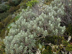 Olearia moschata
