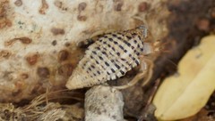 Coenobita variabilis