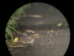 Caprimulgus affinis stictomus