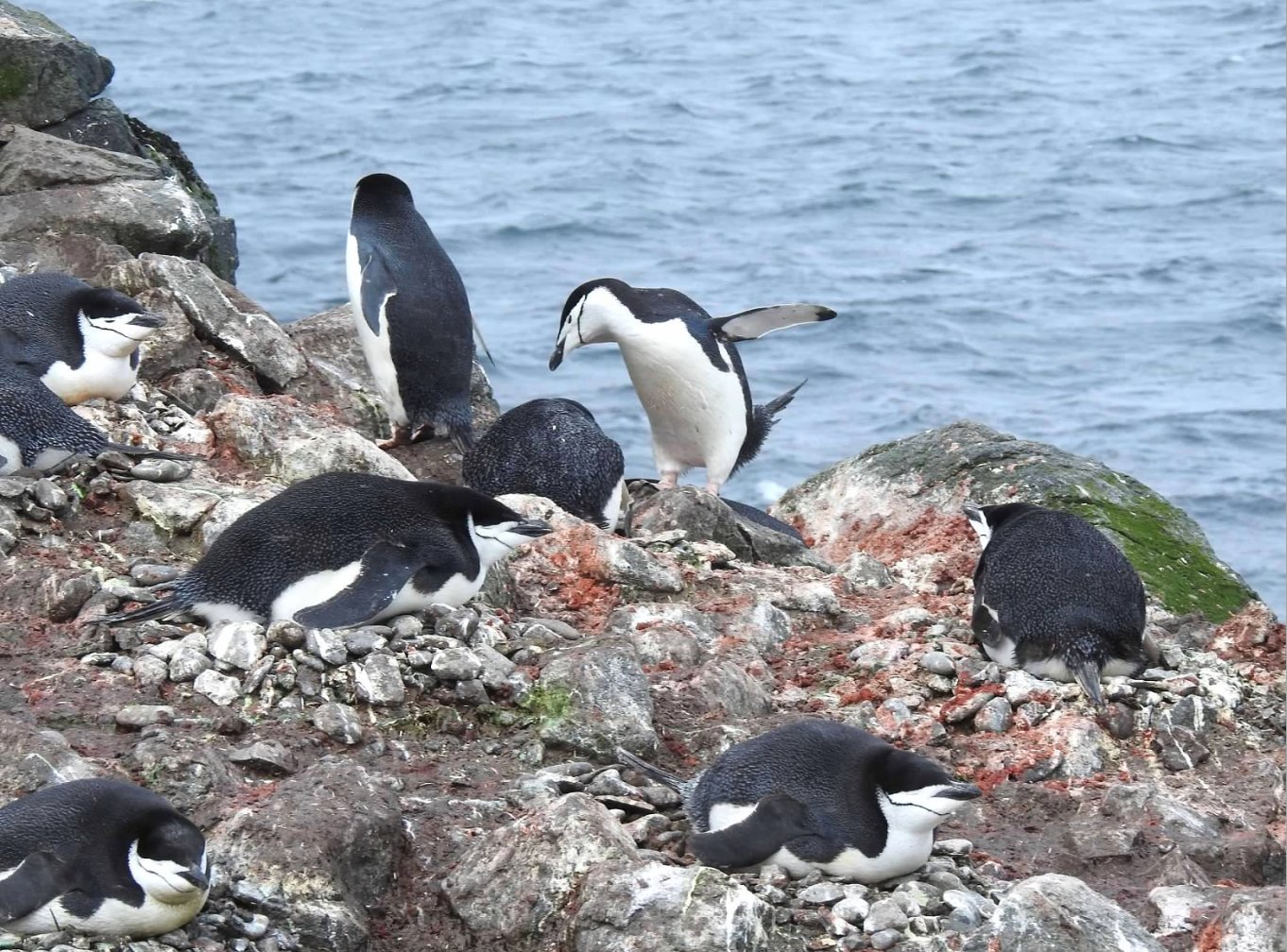 Chinstrap Penguin Habitat