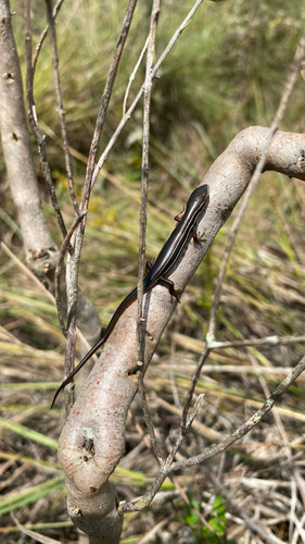 Paraguay White-lined Skink