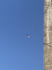 Falco tinnunculus