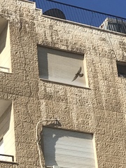 Falco tinnunculus