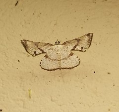 Corymica deducta