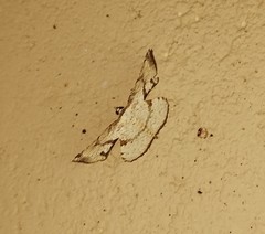 Corymica deducta