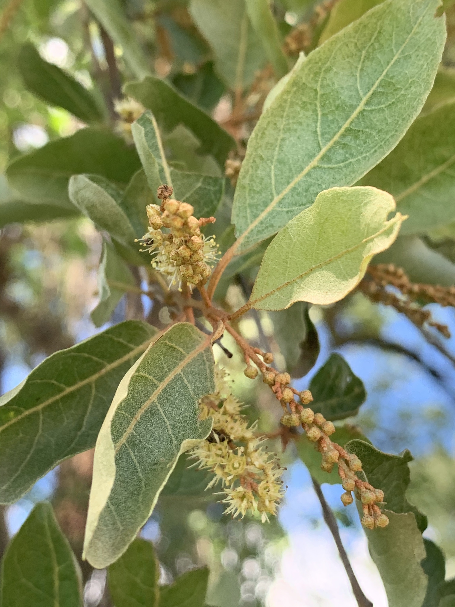 Combretum imberbe