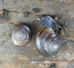 Helminthoglypta sequoicola consors