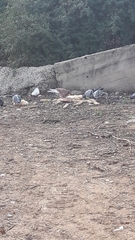 Columba livia domestica