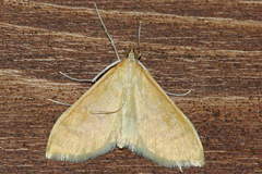 Paratalanta hyalinalis