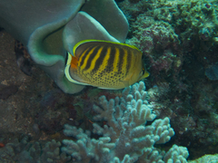 Chaetodon punctatofasciatus