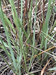 Setaria sphacelata torta