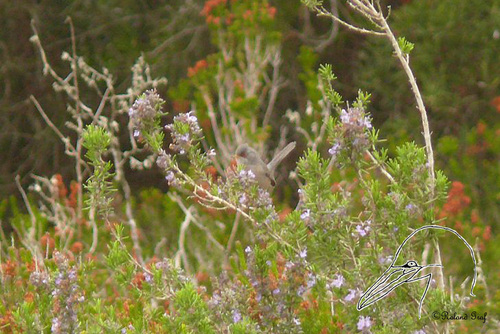 Balearic Warbler, Baleares, ES-PM, ES, photo 8 of 10