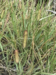 Setaria sphacelata torta