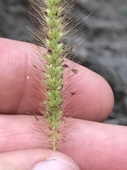 Setaria sphacelata torta