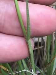 Setaria sphacelata torta