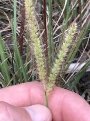 Setaria sphacelata torta